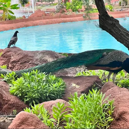 Lagoon Penthouse アパート トレビエハ